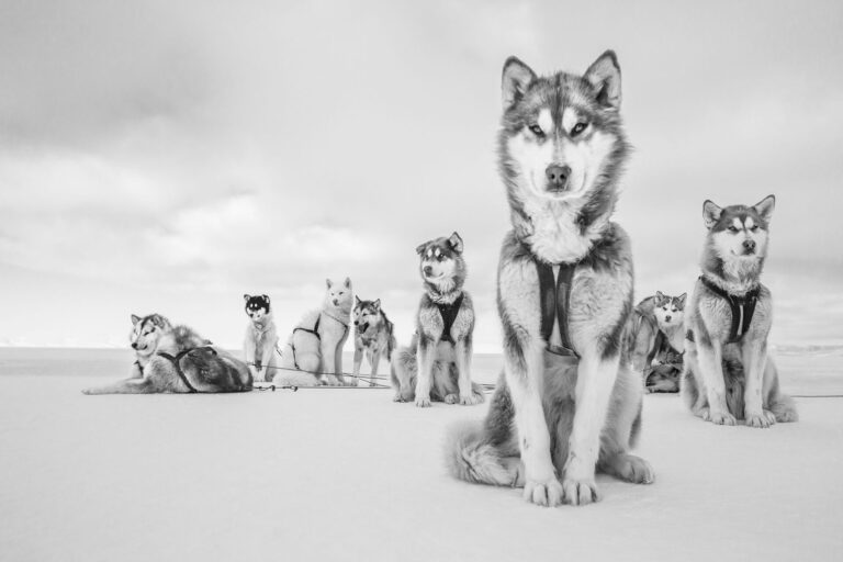 Greenland, Last Ice