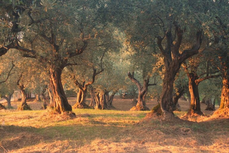Foto Betül Kaya Pexels
